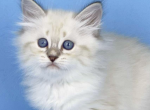 Mozzart - Siberian Cat For Sale - Brighton&comma; CO&comma; US