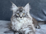 Dandy - Maine Coon Cat For Sale - Brighton&comma; CO&comma; US
