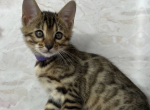 Daisy - Bengal Cat For Sale - Brighton&comma; CO&comma; US