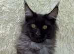 Jana - Maine Coon Cat For Sale - Brighton&comma; CO&comma; US