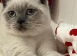 Lord - British Shorthair Cat For Sale - Brooklyn&comma; NY&comma; US