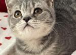 Stitch - Scottish Straight Cat For Sale - Brooklyn&comma; NY&comma; US