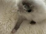 Female Pointed and Mitted Ragdoll Pink - Ragdoll Cat For Sale - Central Nyack&comma; NY&comma; US