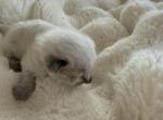 Male All Pointed Blue Point Ragdoll Ocean - Ragdoll Cat For Sale - Central Nyack&comma; NY&comma; US