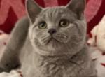 Wilson - British Shorthair Cat For Sale - Brooklyn&comma; NY&comma; US