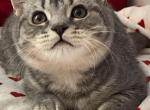 Lion - Scottish Straight Cat For Sale - Brooklyn&comma; NY&comma; US