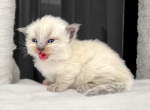 Caylee - Munchkin Cat For Sale - Neosho&comma; MO&comma; US