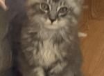 Male Maine Coon kitten - Maine Coon Cat For Sale - Waukesha&comma; WI&comma; US