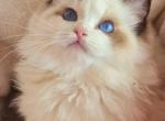 cato - Ragdoll Cat For Sale - Irvine&comma; CA&comma; US