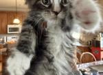 Maine Coon Male kitten - Maine Coon Cat For Sale - Waukesha&comma; WI&comma; US