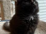 Maine Coon kitten Bear - Maine Coon Cat For Sale - Waukesha&comma; WI&comma; US