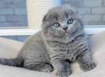 Loki scottish fold plushy teddy bear blue color - Scottish Fold Kitten For Sale - Los Angeles&comma; CA&comma; US
