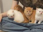 Exotic Himalayan kittens - Himalayan Cat For Sale - Antioch&comma; CA&comma; US