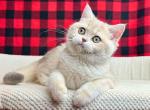 Barbie blue golden shaded ay 11 british girl - British Shorthair Cat For Sale - Houston&comma; TX&comma; US