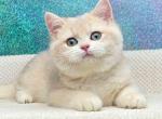 Boston blue golden shaded ay 11 british boy - British Shorthair Cat For Sale - Houston&comma; TX&comma; US