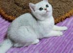 Valentina black silver shaded ns 11 british girl - British Shorthair Cat For Sale - Houston&comma; TX&comma; US