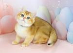 Zosya black golden shell ny 12 british girl - British Shorthair Cat For Sale - Houston&comma; TX&comma; US