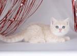 Rurik cream british shorthair little angel - British Shorthair Cat For Sale - Houston&comma; TX&comma; US