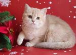Ingrid lilac golden shaded cy 11 british girl - British Shorthair Cat For Sale - Houston&comma; TX&comma; US