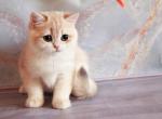 XRay blue golden shaded ay 12 british boy - British Shorthair Cat For Sale - Houston&comma; TX&comma; US