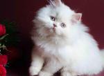 White angel Justin rare fawn point blue eyes - Persian Cat For Sale - Houston&comma; TX&comma; US