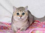 Xiola - British Shorthair Cat For Sale - Pembroke Pines&comma; FL&comma; US