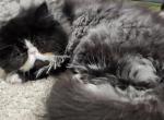 Marilyn - Exotic Cat For Sale - Muscle Shoals&comma; AL&comma; US