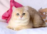 Tory - British Shorthair Cat For Sale - Pembroke Pines&comma; FL&comma; US