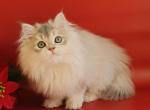Potap - British Shorthair Cat For Sale - Norwalk&comma; CT&comma; US