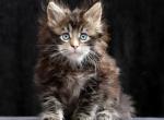 Zenit - Maine Coon Cat For Sale - Miami&comma; FL&comma; US