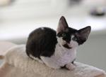 Conor - Devon Rex Cat For Sale - Norwalk&comma; CT&comma; US