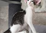 Fenimor - Oriental Cat For Sale - Pembroke Pines&comma; FL&comma; US