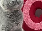 Linda - British Shorthair Cat For Sale - Brooklyn&comma; NY&comma; US