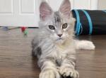 Billie Polydactyl - Maine Coon Cat For Sale - Grayslake&comma; IL&comma; US