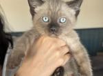 Rare Bella - Ragdoll Cat For Sale - Maclean&comma; VA&comma; US