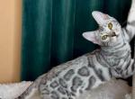 Zima - Bengal Cat For Sale - Brighton&comma; CO&comma; US