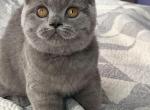 Alexa - British Shorthair Cat For Sale - Brooklyn&comma; NY&comma; US