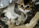 Della - British Shorthair Cat For Sale - WI&comma; US