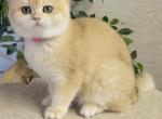 MIKI - British Shorthair Cat For Sale/Service - Quinlan&comma; TX&comma; US