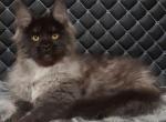 Vasilevs - Maine Coon Cat For Sale - Grayslake&comma; IL&comma; US