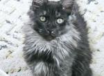 Litter N - Maine Coon Cat For Sale - Jasper&comma; GA&comma; US