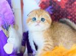 Prince - Scottish Fold Cat For Sale - Norwalk&comma; CT&comma; US