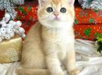 Goldi - British Shorthair Cat For Sale - Norwalk&comma; CT&comma; US