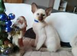 Evro - Siamese Cat For Sale - Miami&comma; FL&comma; US