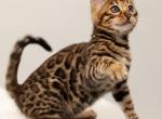Emma - Bengal Cat For Sale - Hollywood&comma; FL&comma; US
