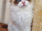 Mars - Ragdoll Cat For Sale - Brooklyn&comma; NY&comma; US