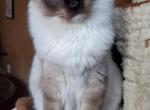 Rudolph Seal Point Mitted Ragdoll - Ragdoll Cat For Sale - Brooklyn&comma; NY&comma; US