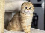 Miss Tiger Maruf golden tabby scottish fold girl - Scottish Fold Cat For Sale - Houston&comma; TX&comma; US