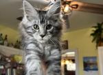 Belle - Maine Coon Cat For Sale - Roscoe&comma; IL&comma; US