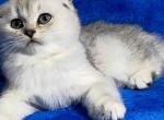 Happy scottish fold silver shaded ns 11 girl - Scottish Fold Cat For Sale - Houston&comma; TX&comma; US